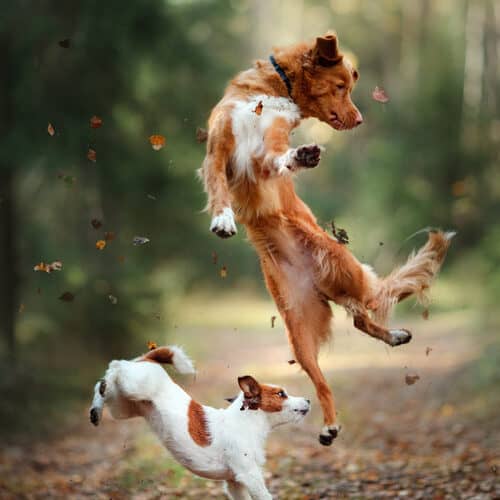Dog Jack Russell Terrier and dog Nova Scotia Duck Tolling Retriever jump over the leaves