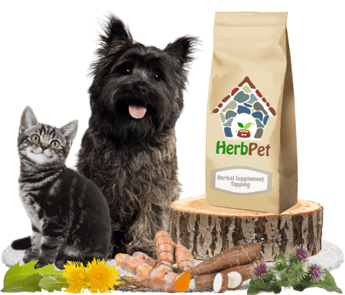 dog and cat sitting with healthy herb pet products